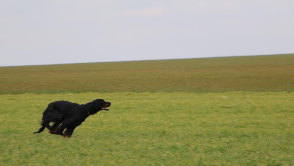 Du bois de balisy - 1er classement Field Trial pour Gunther 