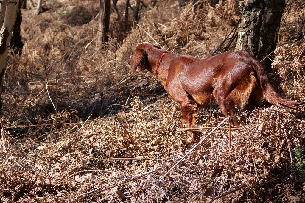 Du bois de balisy - Bilan de ma saison de chasse 2018 