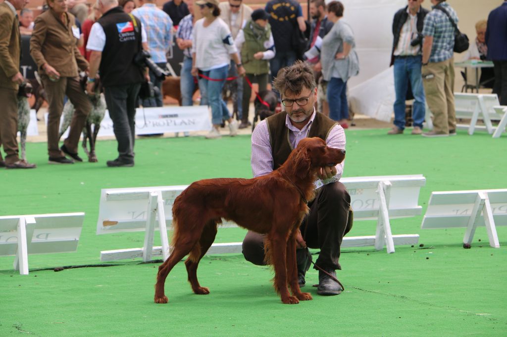 Du bois de balisy - Game Fair 2018: Exposition pour nos 2 jeunes N'del et Nemrod