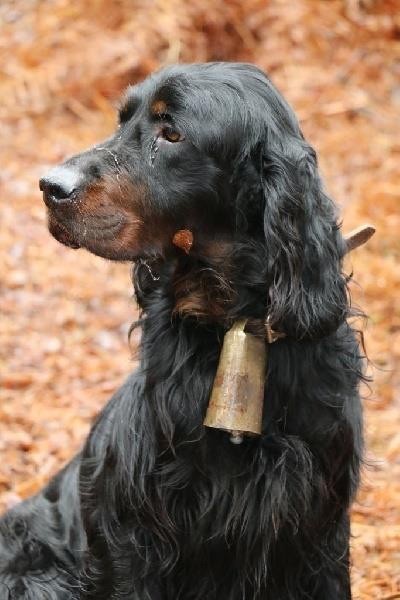 Du bois de balisy - Gunther: Trialer sur Gibier tiré 