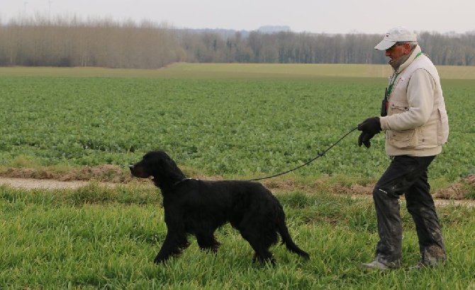 Du bois de balisy - Préparation Fields Trial Pts Couple