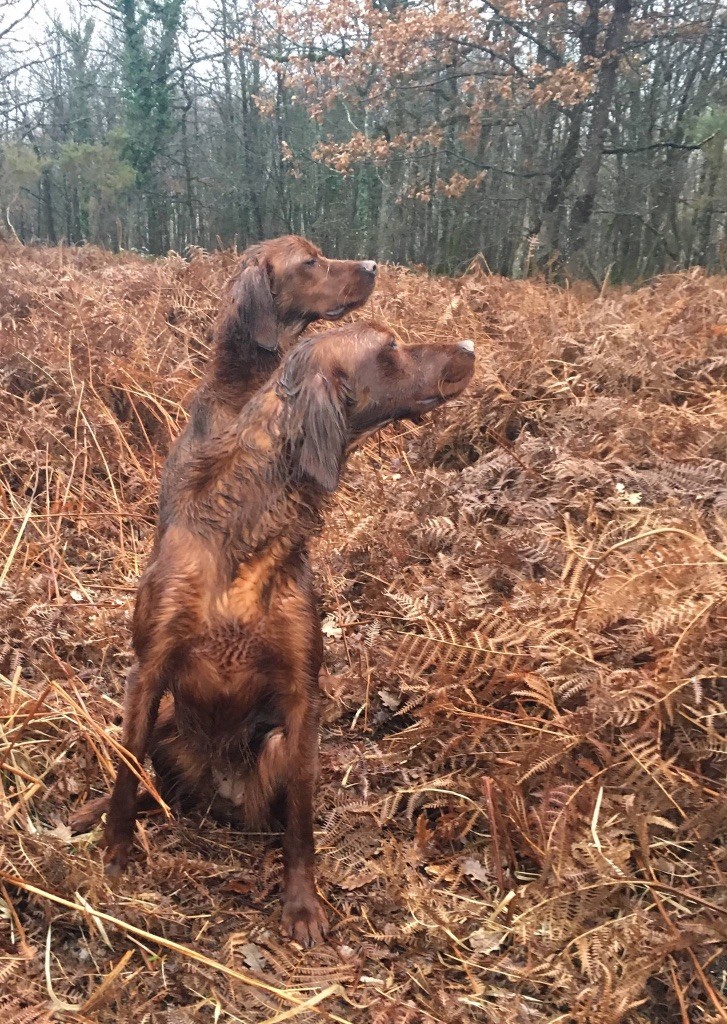 Du bois de balisy - Dernière sortie de chasse 2017