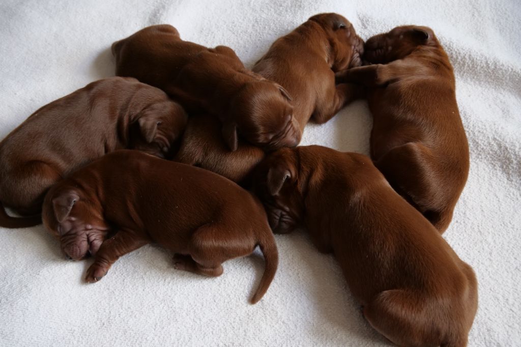 Du bois de balisy - Naissance des chiots de Noumaï