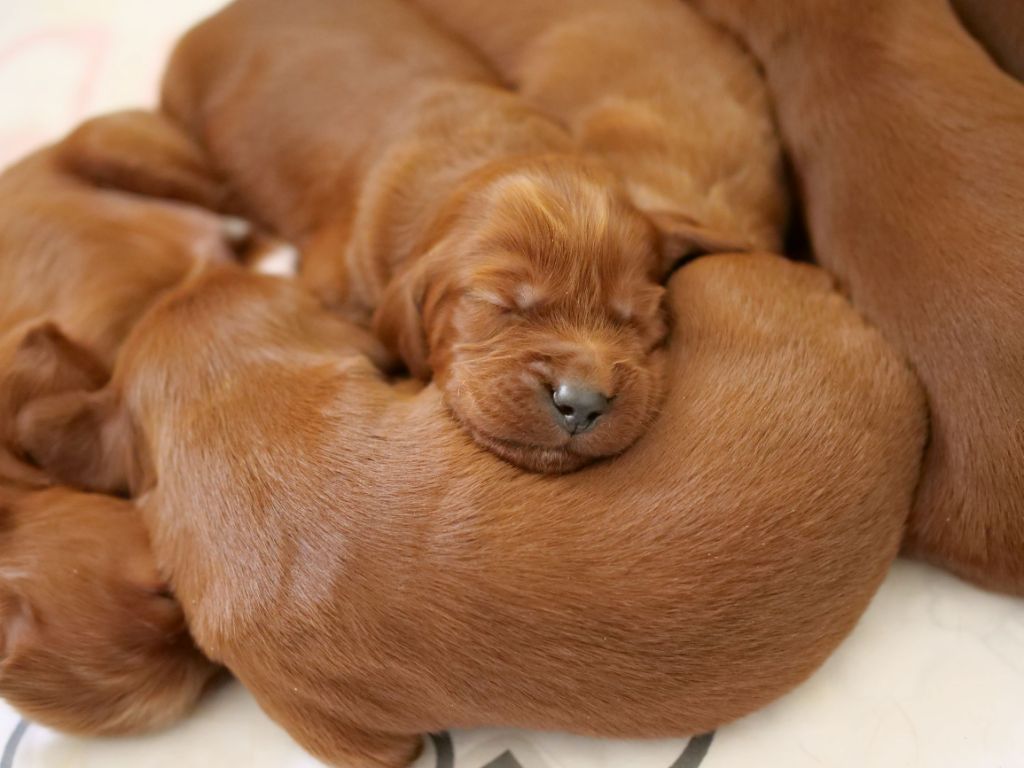 Du bois de balisy - De nombreuses photos des chiots de Noumaï dans l'onglet photos 