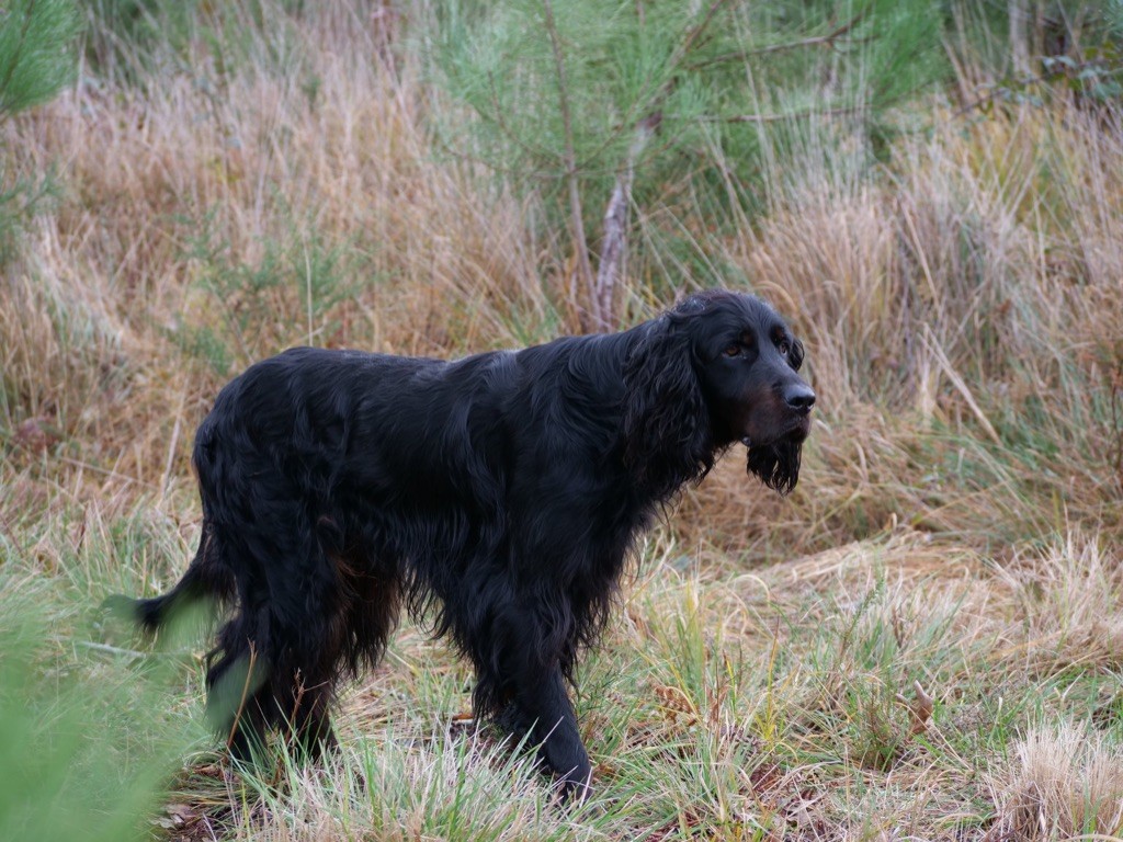 Du bois de balisy - Sortie chasse à Gujan-Mestras 