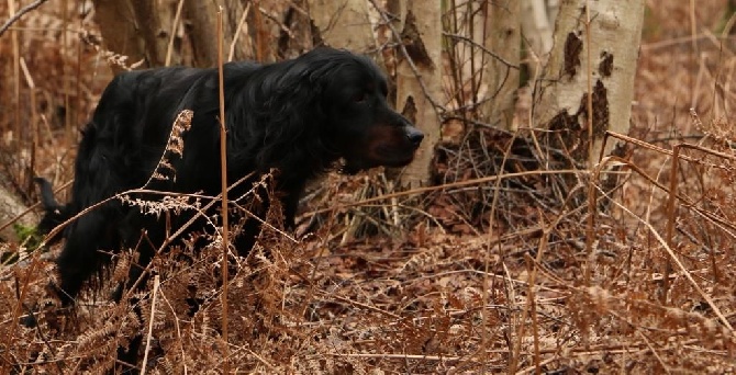 Du bois de balisy - Dernière sortie de chasse de la saison