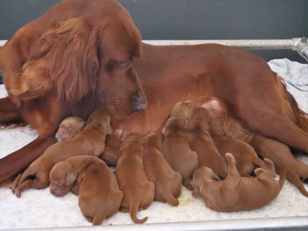 Du bois de balisy - Naissance des chiots de Noumaï