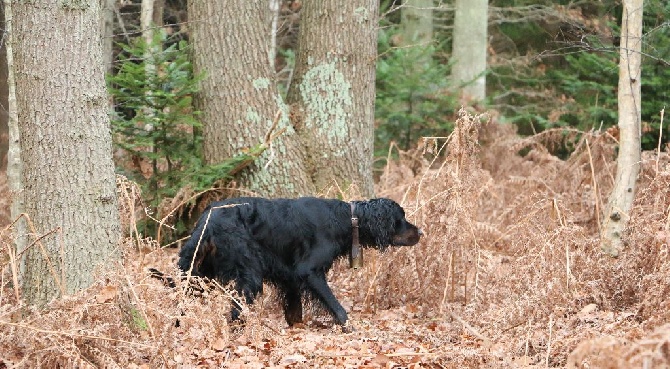 Du bois de balisy - Sortie de chasse Dec 2015