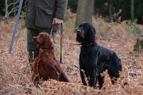 Du bois de balisy - Sortie chasse en couple Gaëlle et Gunther