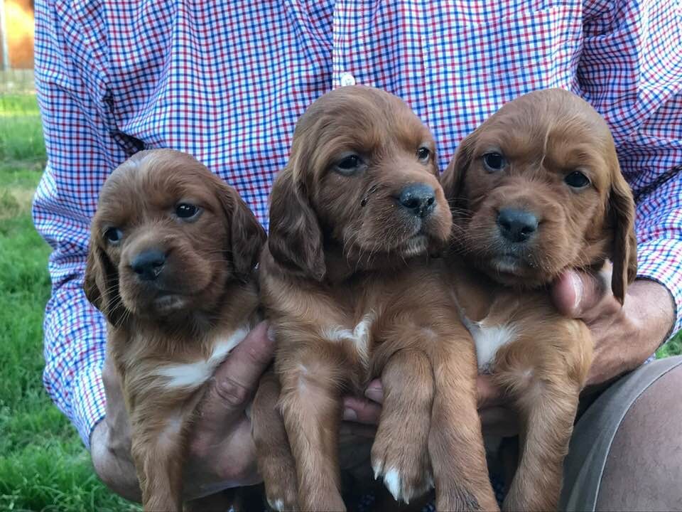 Du bois de balisy - Photo des petites chiennes 