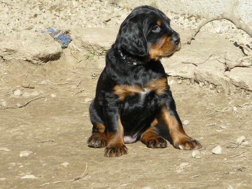 Du bois de balisy - Magnifiques chiots de disponibles 