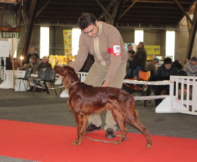 Du bois de balisy - Belphegor : CACIB Expo de Poitiers