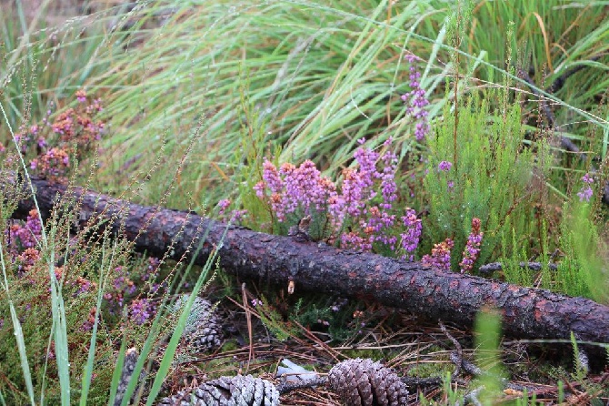 Du bois de balisy - Entraînement dans les Landes 19-20 Août 2016