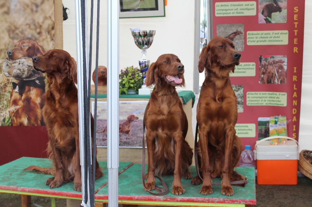 Du bois de balisy - Fils et Fille de Belphegor à l'honneur du Game Fair 2016