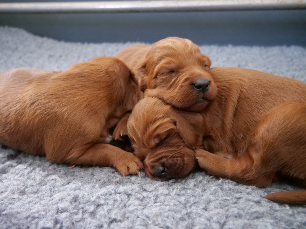 Du bois de balisy - Naissance des chiots de Hecta 