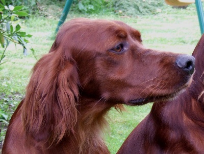 Du bois de balisy - Belphegor : CACIB Expo de Chateauroux