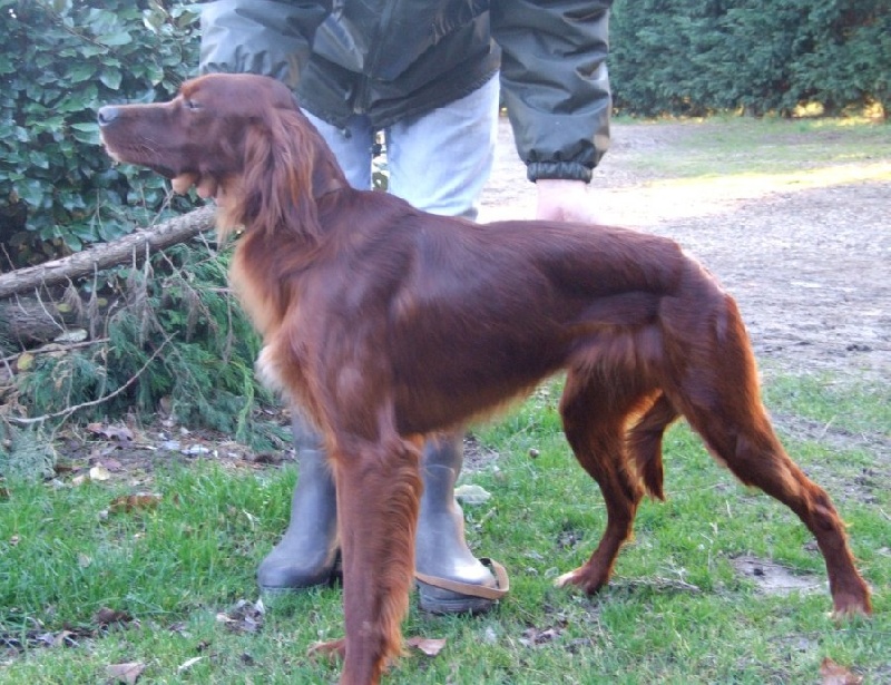 CH. Belphegor Du bois de balisy