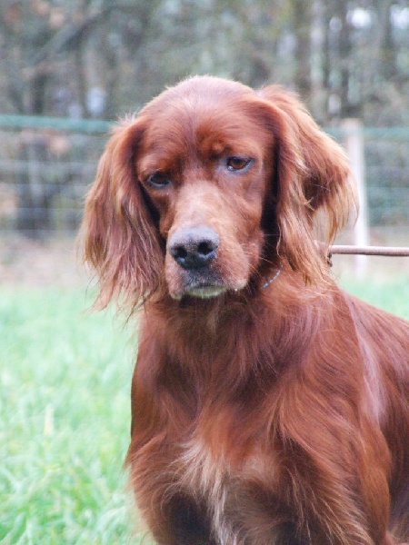 CH. Belphegor Du bois de balisy