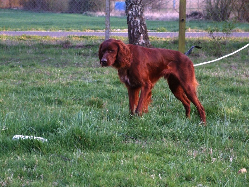 CH. Belphegor Du bois de balisy