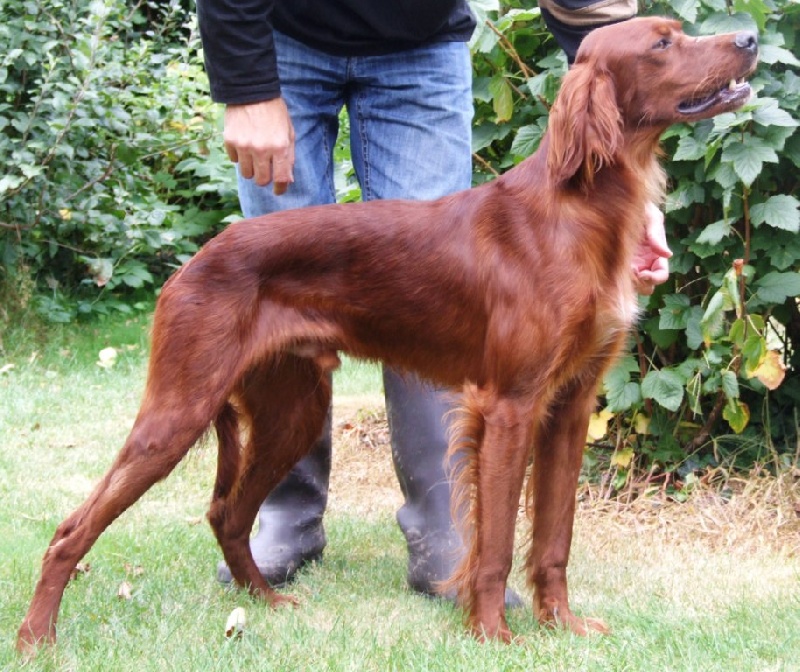 CH. Belphegor Du bois de balisy