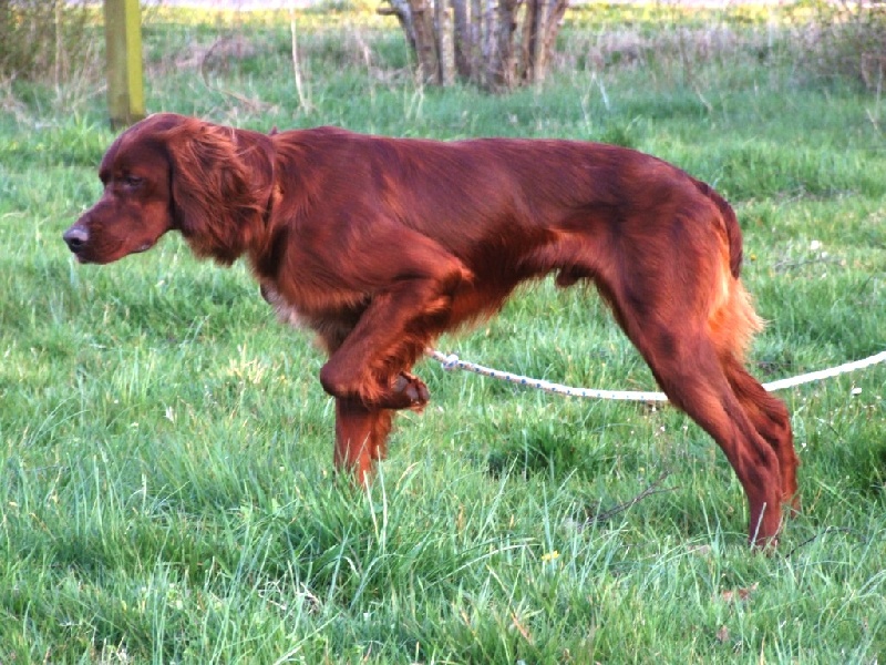 CH. Belphegor Du bois de balisy