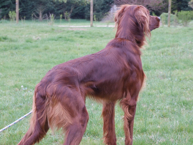 CH. Belphegor Du bois de balisy