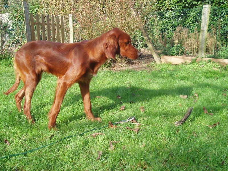 CH. Belphegor Du bois de balisy