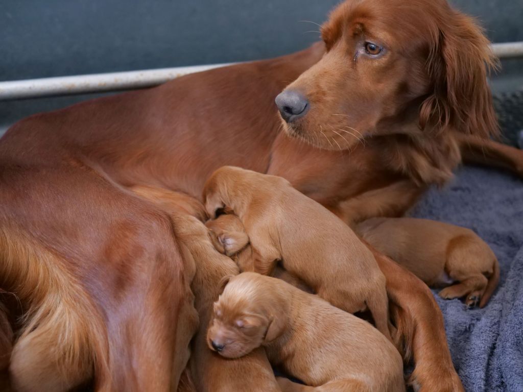 chiot Setter irlandais rouge Du bois de balisy