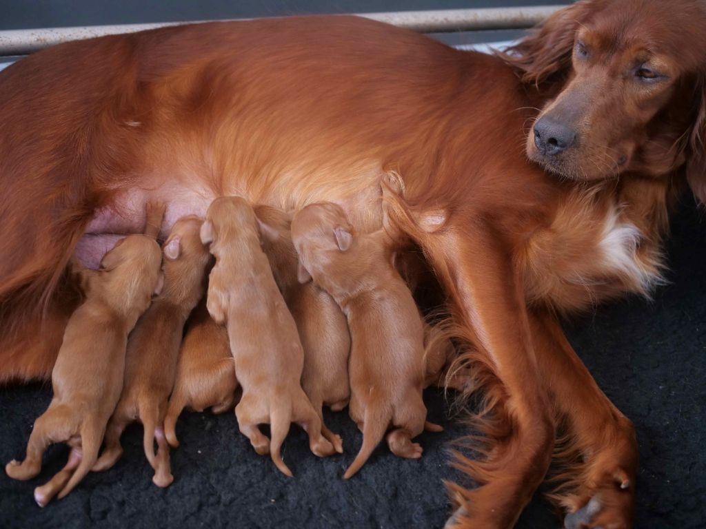 chiot Setter irlandais rouge Du bois de balisy