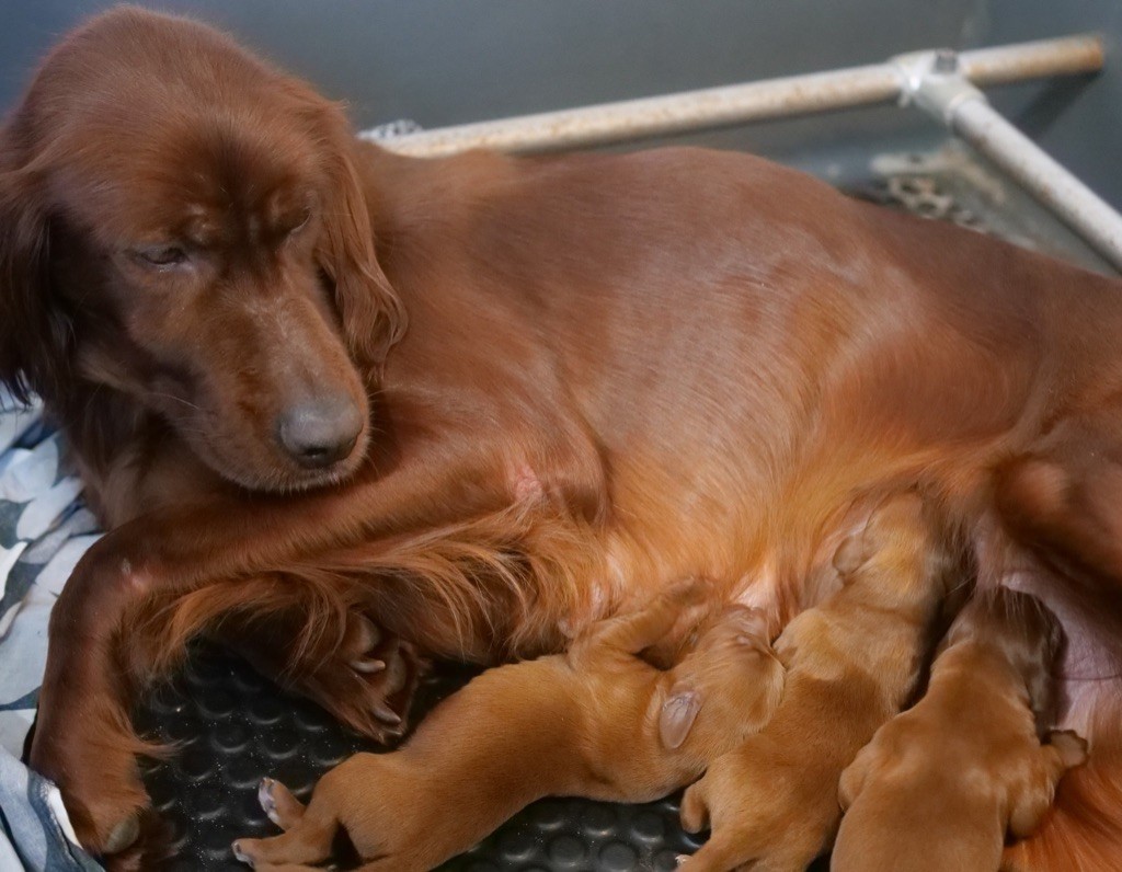 chiot Setter irlandais rouge Du bois de balisy