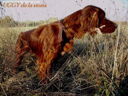 Uggy De la storia