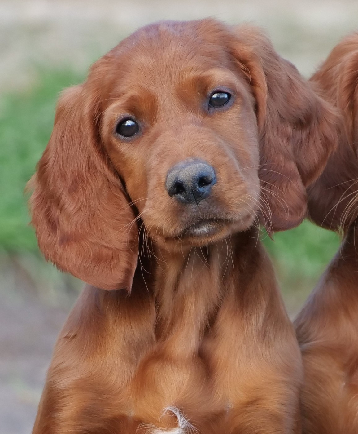 B? Du bois de balisy