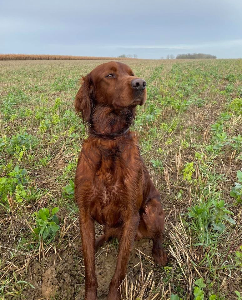 Du bois de balisy - Résultats Fields Trials Pr Moncetz