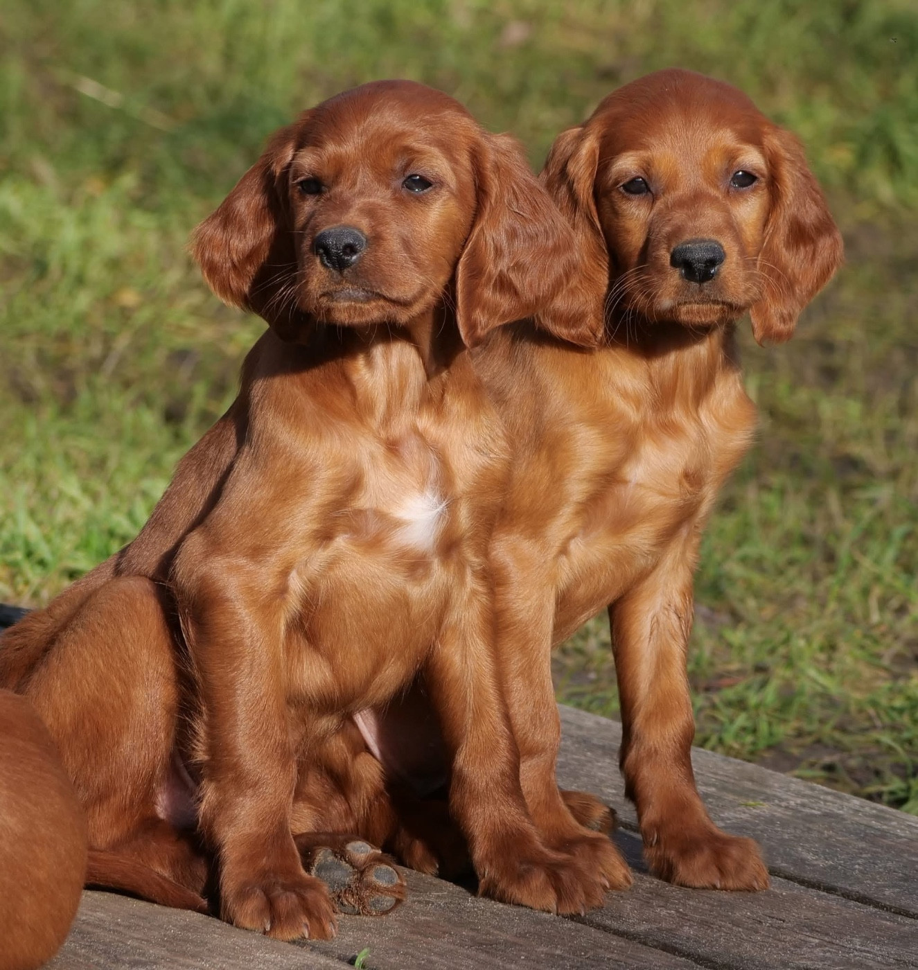 2 chiots femelles disponibles