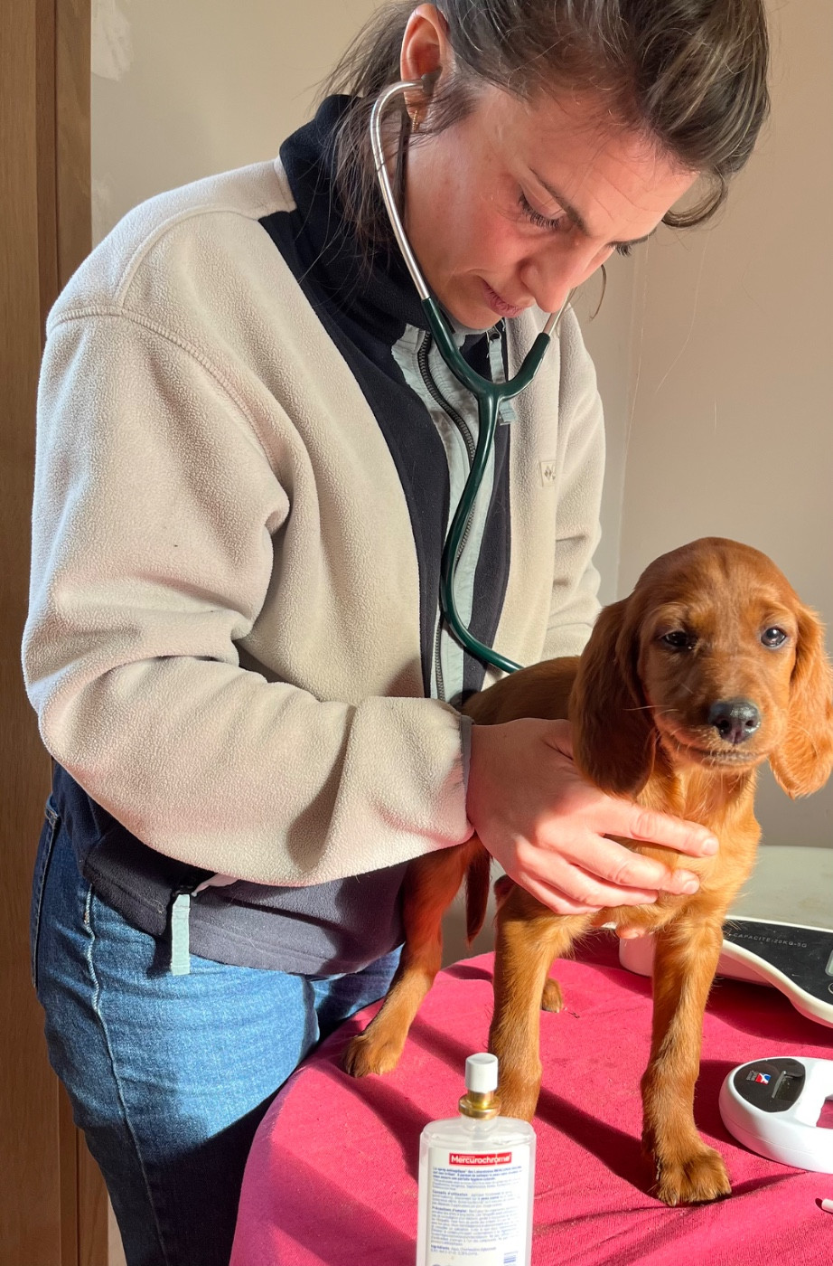 Visite vétérinaire pour mes chiots