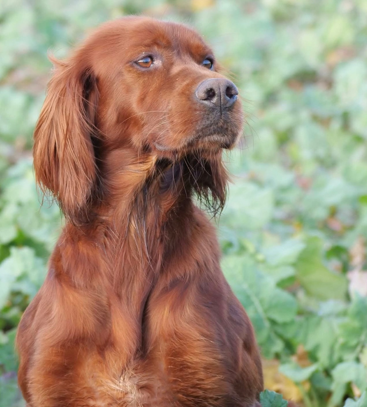 Nouvelle portée dans les prochains jours