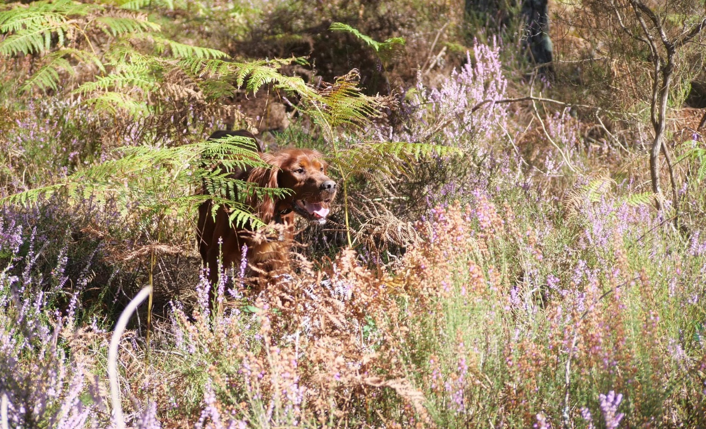 Recherche nouvelle famille pour Shining