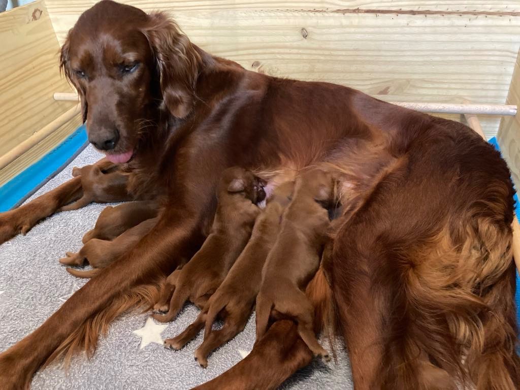 Chiots de Rosa et de Pyrame chez des amis 