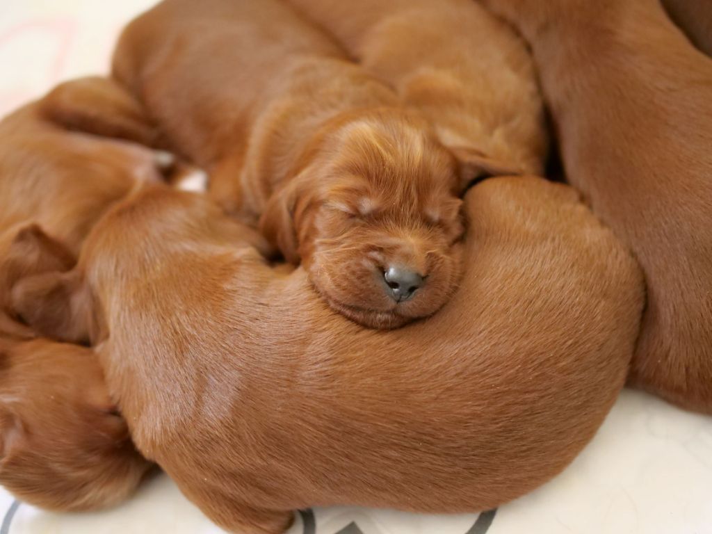Du bois de balisy - De nombreuses photos des chiots de Noumaï dans l'onglet photos