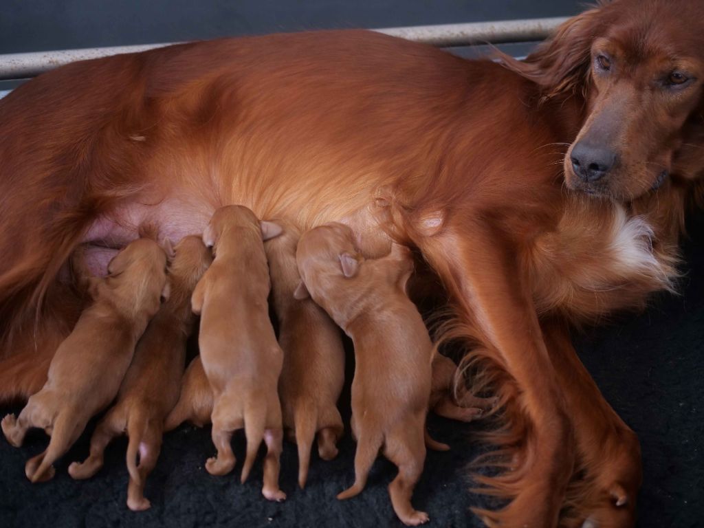 Du bois de balisy - Naissance des chiots de Shining