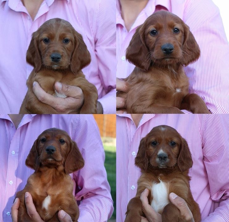 Du bois de balisy - Photo des chiots mâles