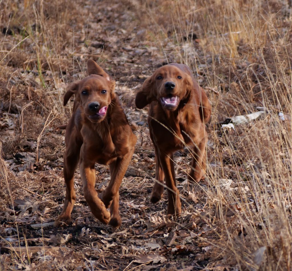 Du bois de balisy - Nouvelles photos album " Saison chasse 2019 "