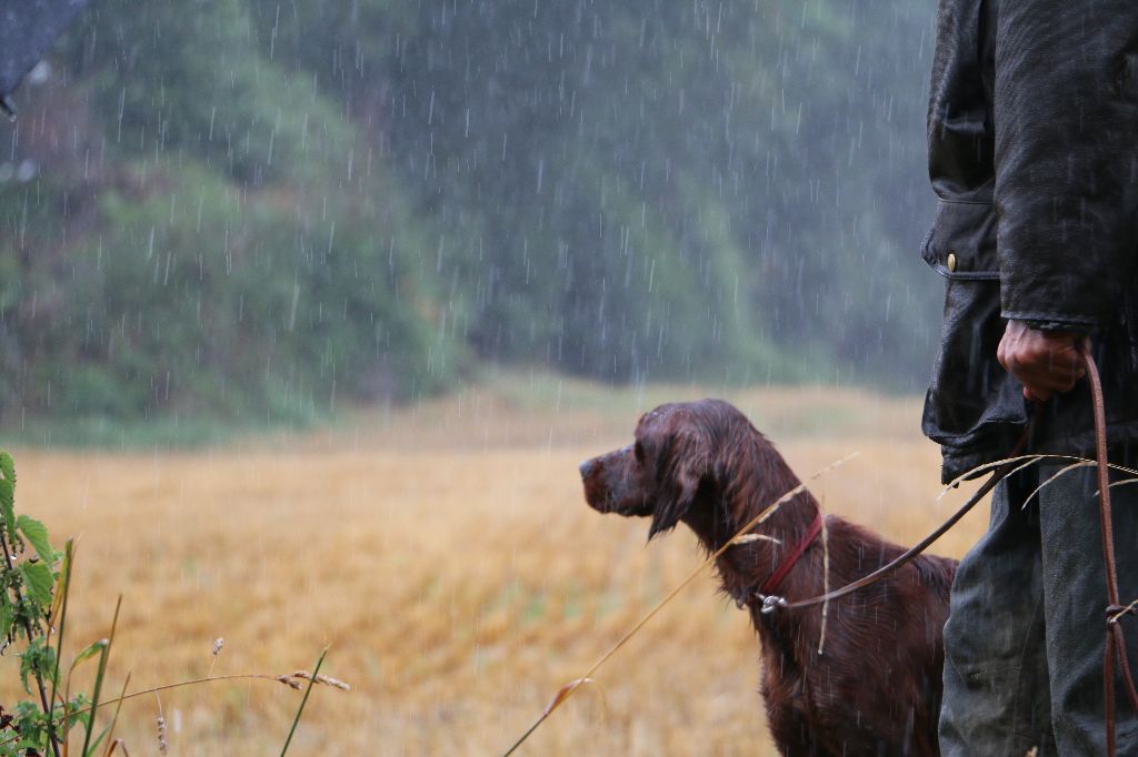 Du bois de balisy - Tempête Irlandaise pour la finale des jeunes