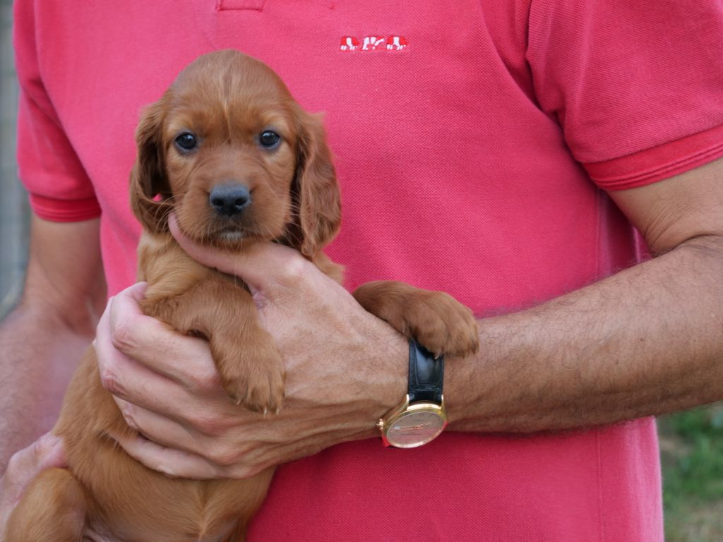 Du bois de balisy - De nombreuses photos des chiots dans album Hecta 2020