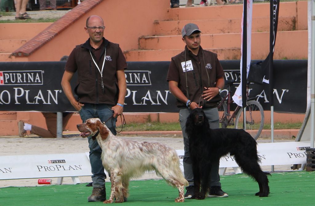 Du bois de balisy - Gunther : Exposition du Game Fair