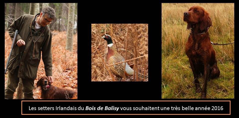 Du bois de balisy - VOEUX 2016