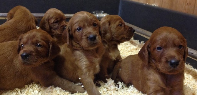 Du bois de balisy - Les chiots: 4 semaines