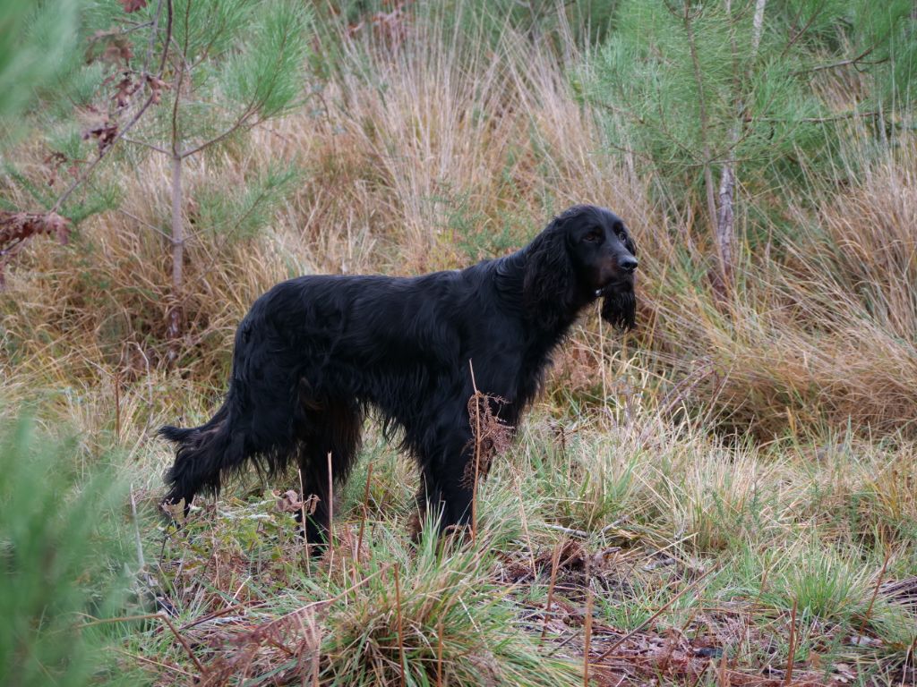 Du bois de balisy - De nouvelles photos dans album Saison de chasse 2019