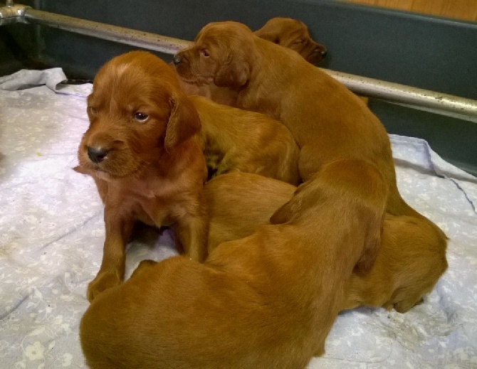 Du bois de balisy - Les chiots: 3 semaines