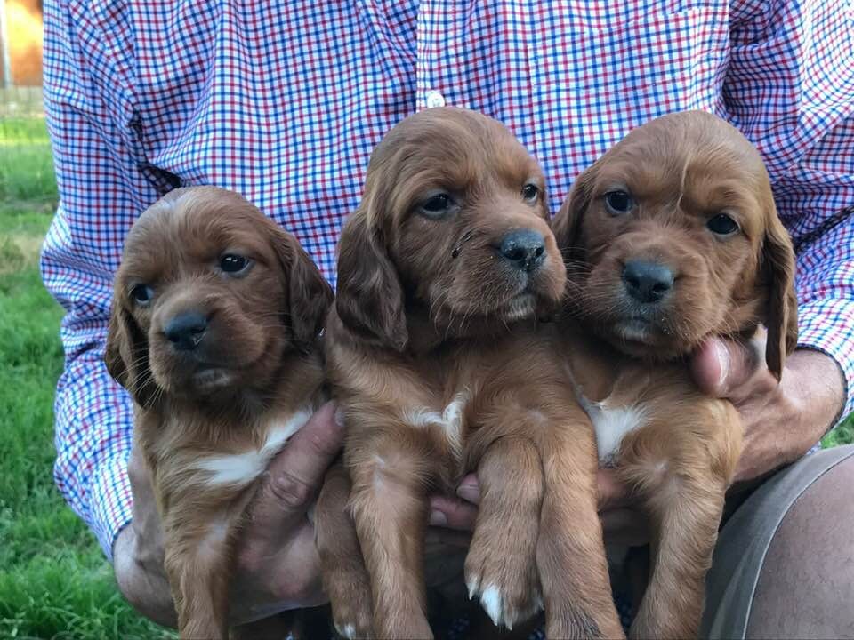 Du bois de balisy - Photo des petites chiennes